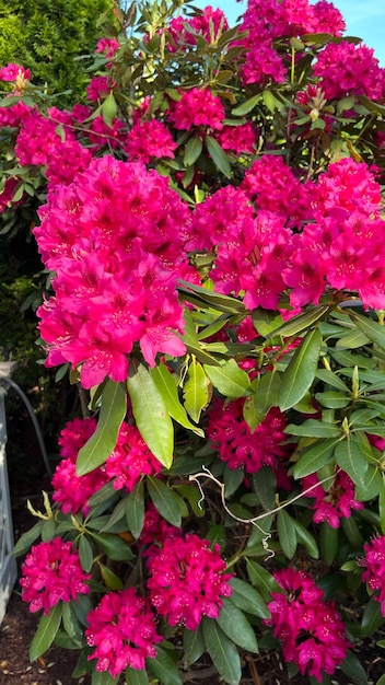 Rhododendron flowers pink rhododendron pink bunch