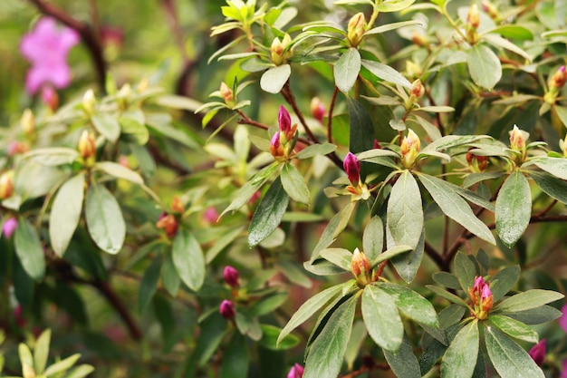 Rhododendron indicum Buds of pink flowers of shrub plant garden or park