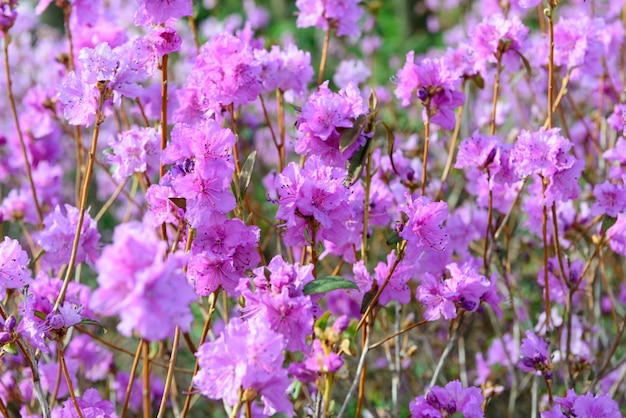 Rhododendron mucronulatum