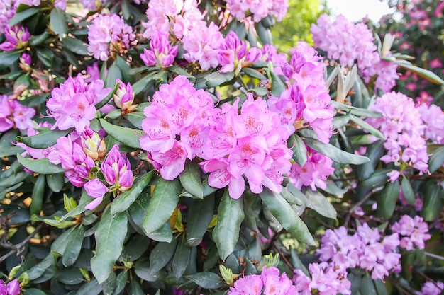 Rhododendron plant fragrant beautiful flowers blooming in spring park.