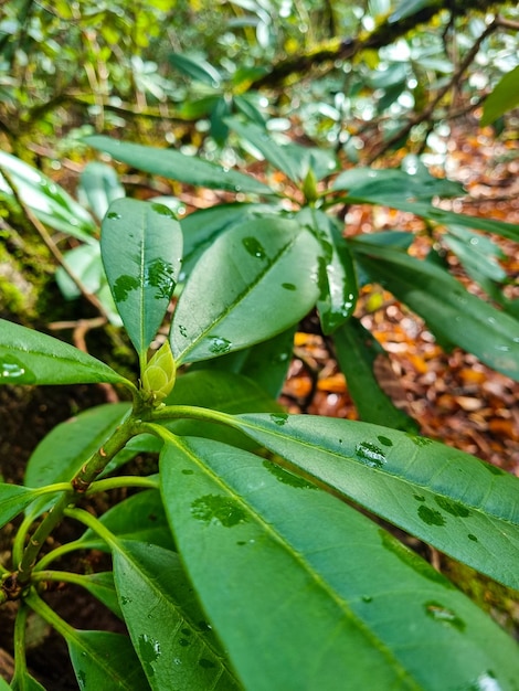 Rhododendron shrub in the forest large green leaves with drops