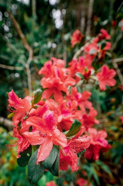 Rhododendron simsii Planch,Phu Kradueng National Park,Thailand.