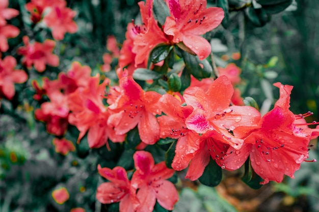 Rhododendron simsii Planch,Phu Kradueng National Park,Thailand.