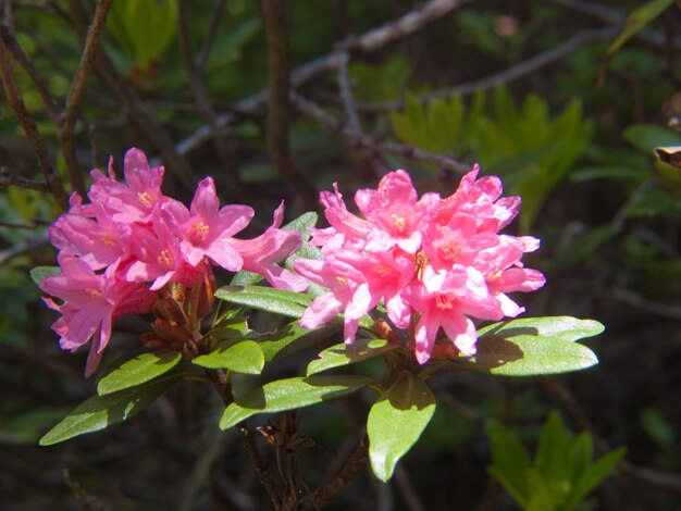 Rhododendron