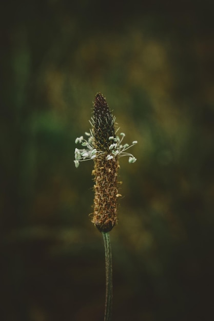 ribwort plantain