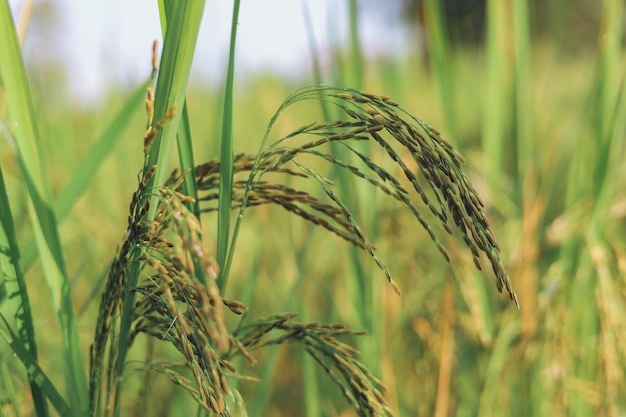 The rice ears that are beginning to turn yellow are looking forward to harvest day