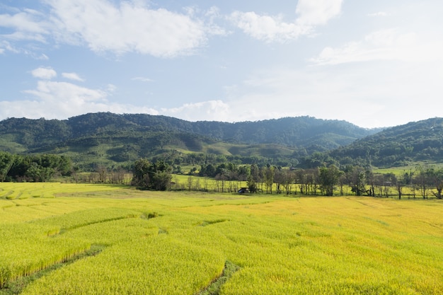 Rice farm on the mountain