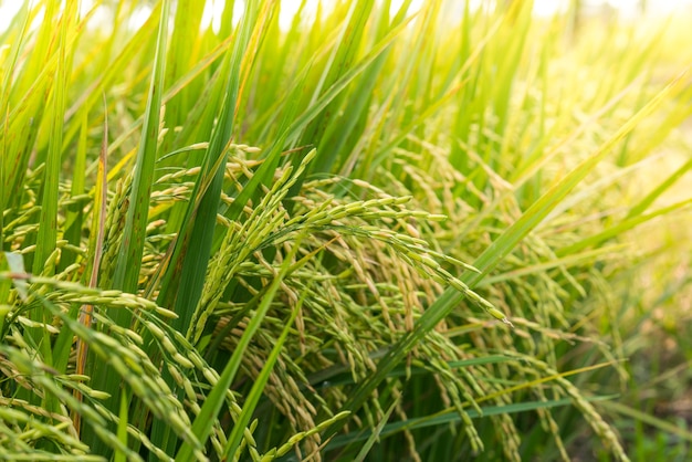 Rice farm- Rice field- Rice paddy- rice pants Rice paddy 