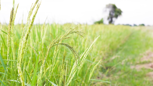 Rice farm Rice paddy rice pants Rice paddy  Nakhon Ratchasima thailand