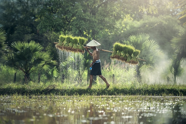 Rice farming, Farmers grow rice in the rainy season.