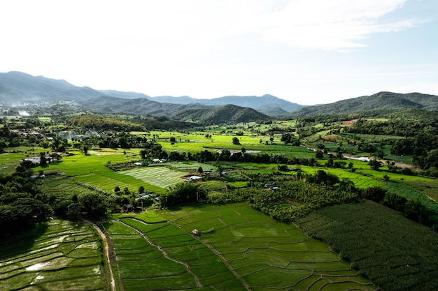 Rice field ,Aerial view of rice fields