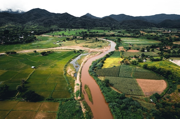 Rice field ,Aerial view of rice fields