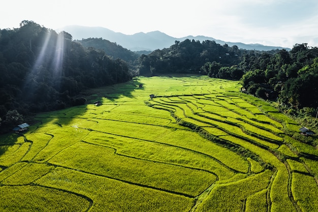 Rice field ,Aerial view of rice fields