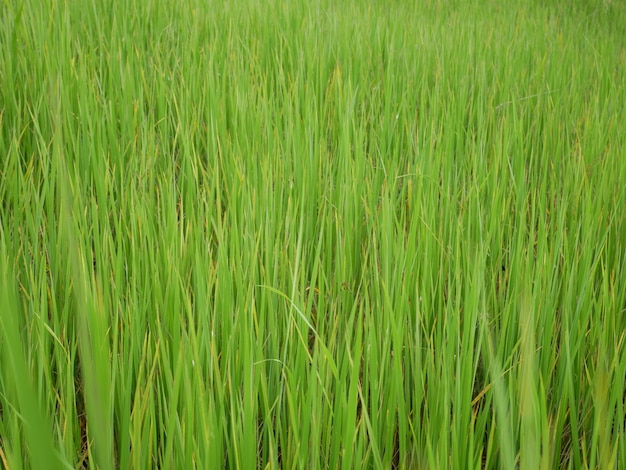 rice field background,green nature 