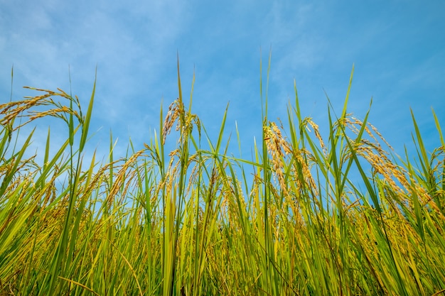 rice field and blue sky