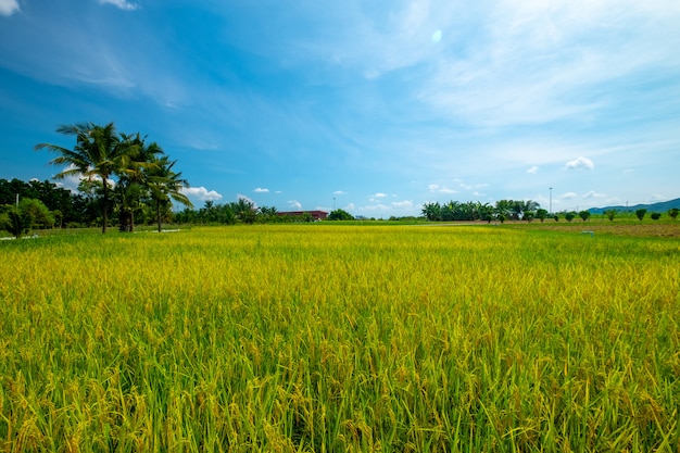 rice field and blue sky