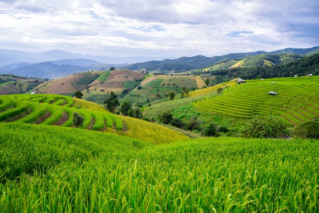 Rice field at Bongpian village in Mae Chaem District, Chiang Mai , Thailand