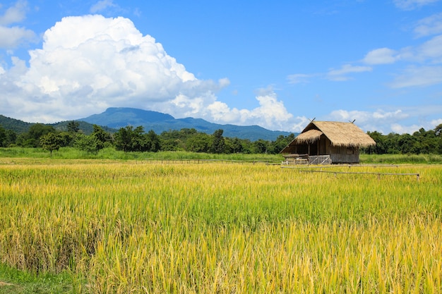 Rice field in Chiang Mai ,Thailand.