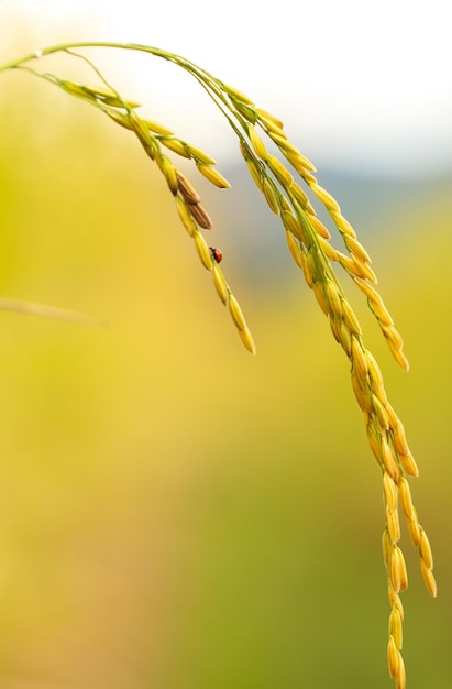 Rice field close up yellow rice seed ripe