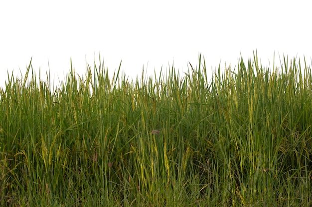 Rice field closeup