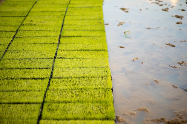 Rice field in countryside of ThailandRice farm in Thailand