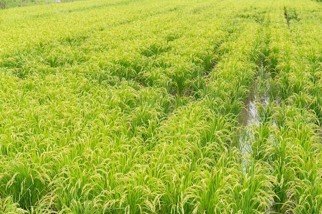 Rice field in farm