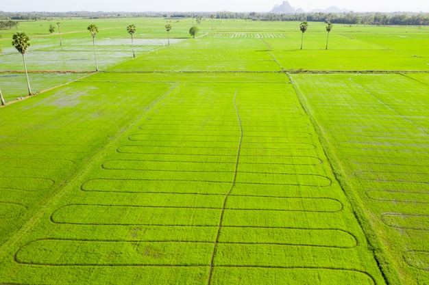 Rice field green grass blue sky cloud cloudy landscape