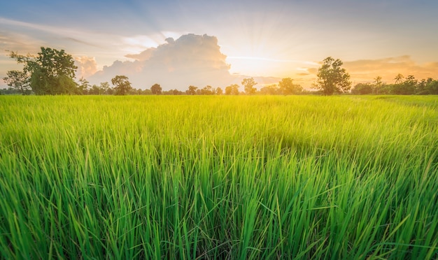 Rice field green grass landscape sunset