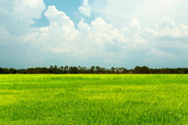 Rice field green grass with blue sky and cloudy landscape.