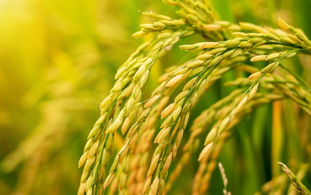 Rice in the field is waiting for harvest.