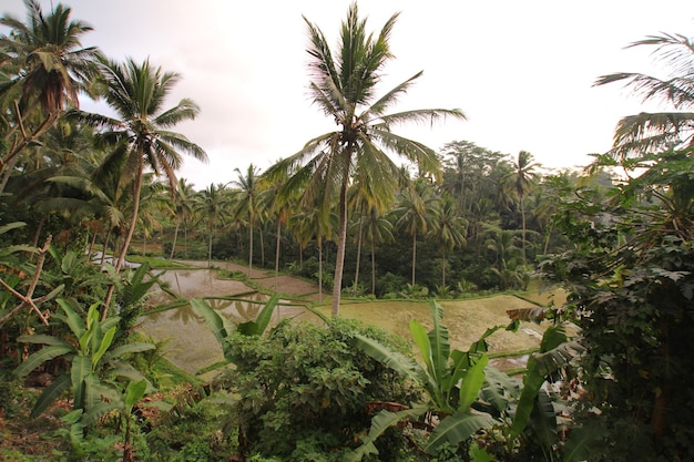 A rice field in the jungle