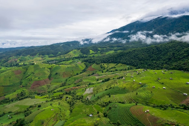 Rice field at Mae Cham Chiangmai Northern Thailand