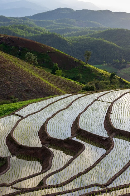 Rice field at Mae Cham Chiangmai Northern Thailand