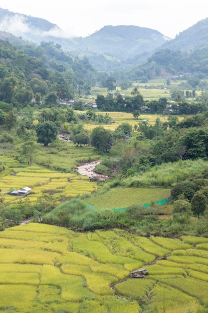 Rice field at Mae Cham Chiangmai Northern Thailand