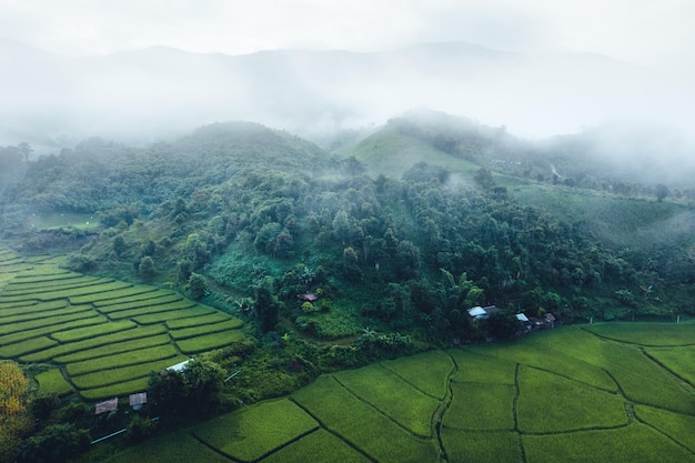 Rice field in the morning in asia