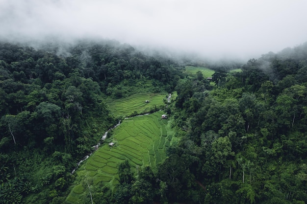 Rice field in the morning in asia