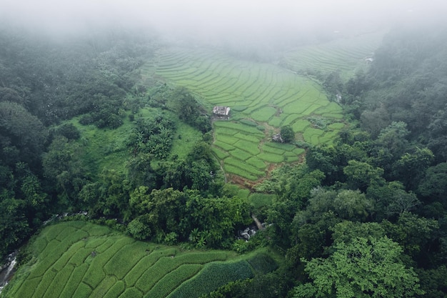 Rice field in the morning in asia