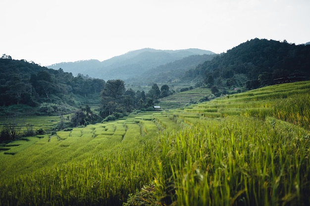 Rice field in the morning in asia