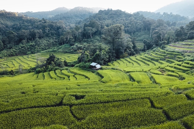 Rice field in the morning in asia