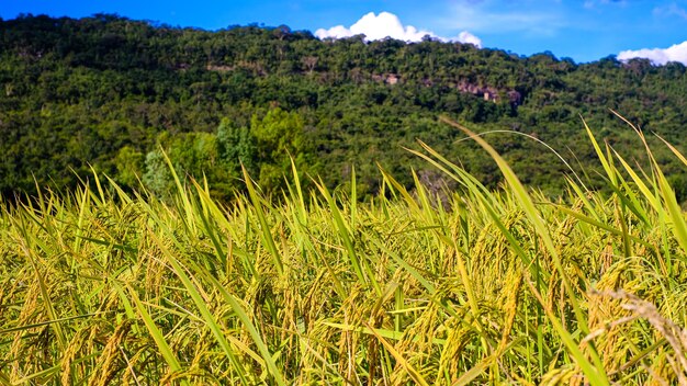 rice field in the mountains