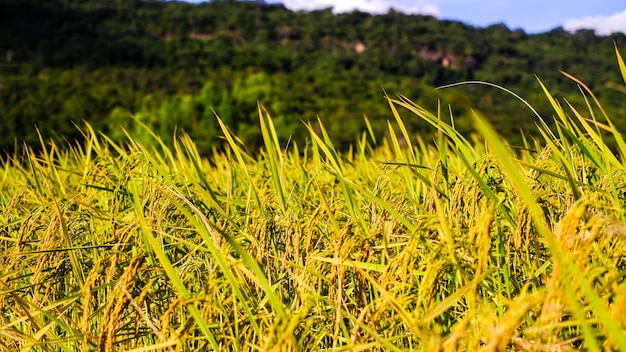 rice field in the mountains