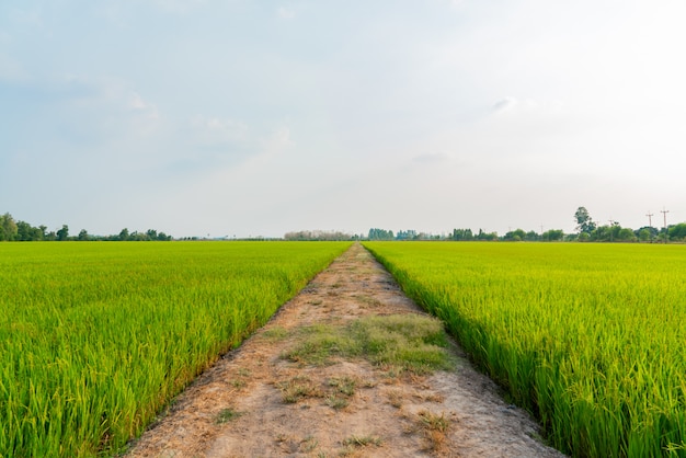 Rice field Organic farming of nature.