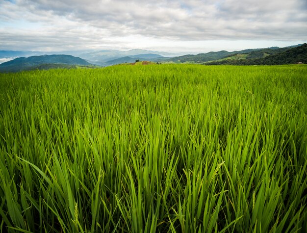 Rice field in Pongpeng Forest, Chiang Mai, Thailand.