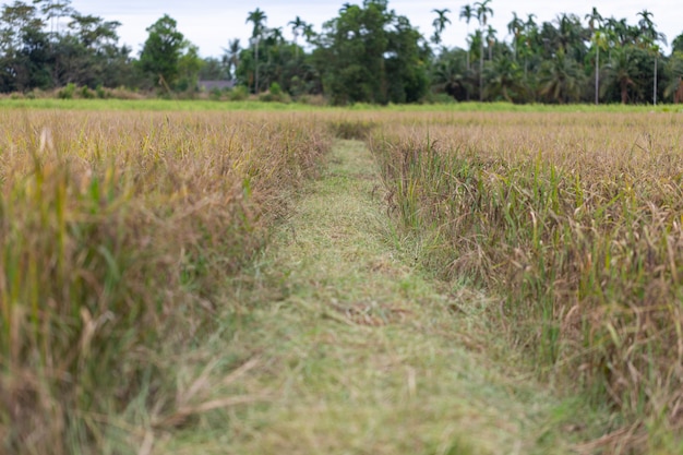 Rice field Riceberry 