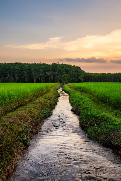 Rice field rural with colorful of sky in twilight