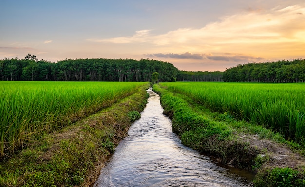 Rice field rural with colorful of sky in twilight