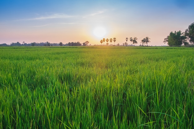 Rice field in sunrise time blue orange sky background in Thailand