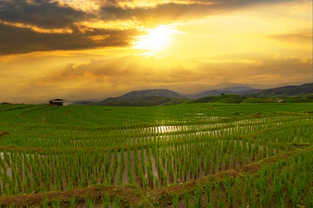 Rice field and sunset in Chiang mai Thailand