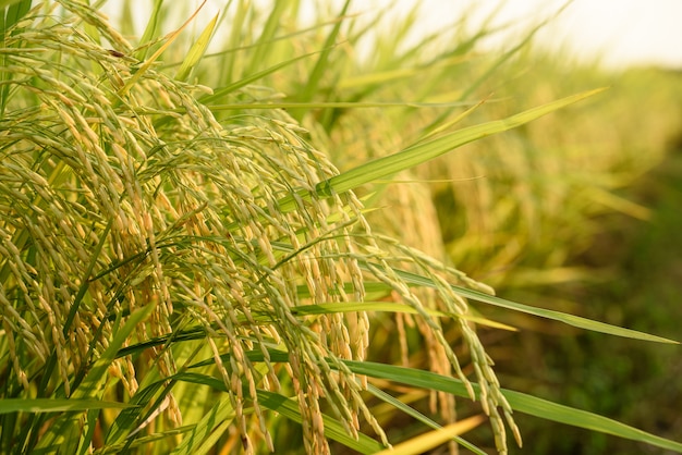 Rice field (Thai Jasmine rice), north of Thailand.