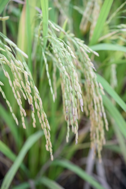 Rice field (Thai Jasmine rice), north of Thailand.